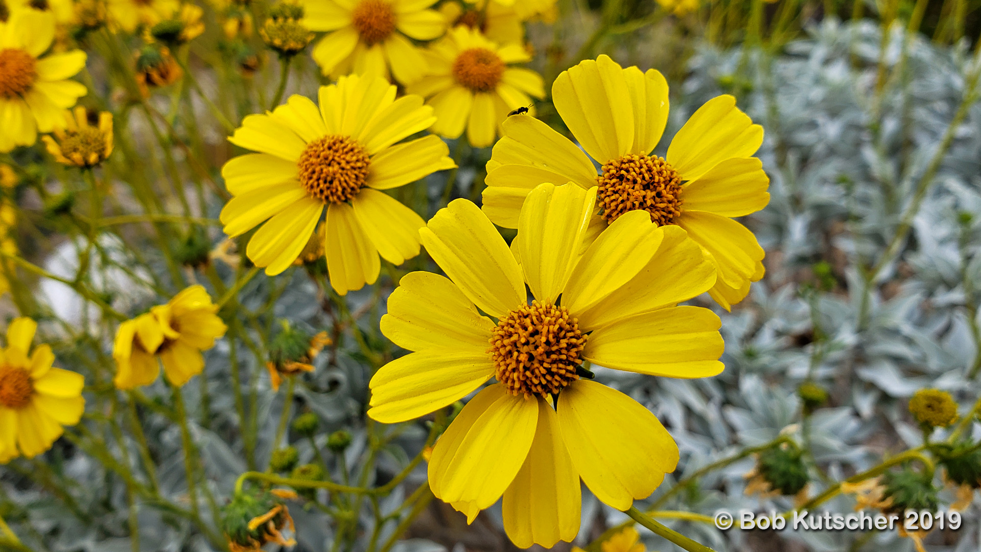 Borrego Springs, CA Superbloom 2019